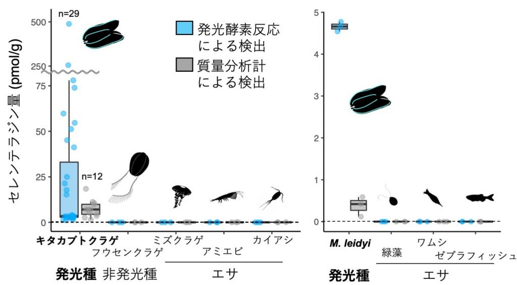 暗闇の深海を照らす光の素はクシクラゲが作り出していた つくばサイエンスニュース