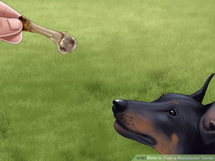 Train a Manchester Terrier Step 1.jpg
