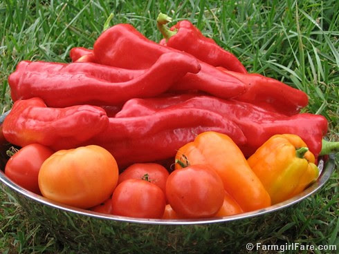 freshly picked in the kitchen garden - aconcagua sweet red peppers, orange sun bell peppers, and heirloom tomatoes - FarmgirlFare.com
