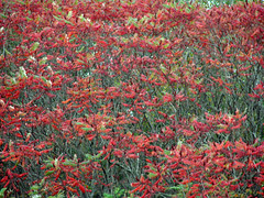 038 red, copy