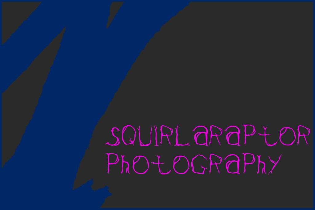 Squirlaraptor Photography