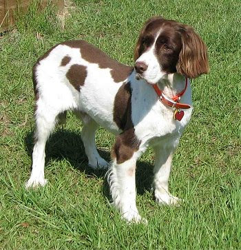 English Springer Spaniel | PetSafe