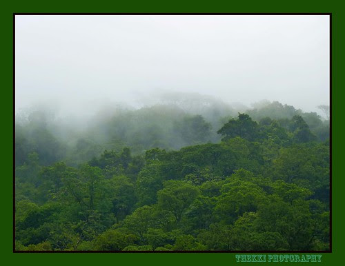 Western Ghats_Rainforest