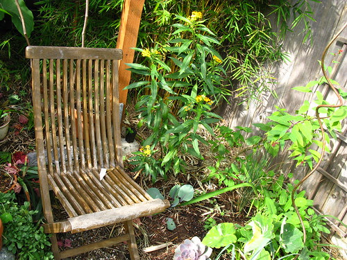 Ascelpias curassavica