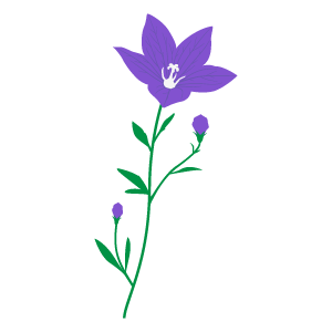 桔梗のイラスト5 花 植物イラスト Flode Illustration フロデイラスト