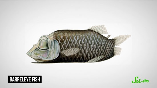 奇妙な深海魚 デメニギス 常識はずれの姿に隠された秘密 ログミーbiz