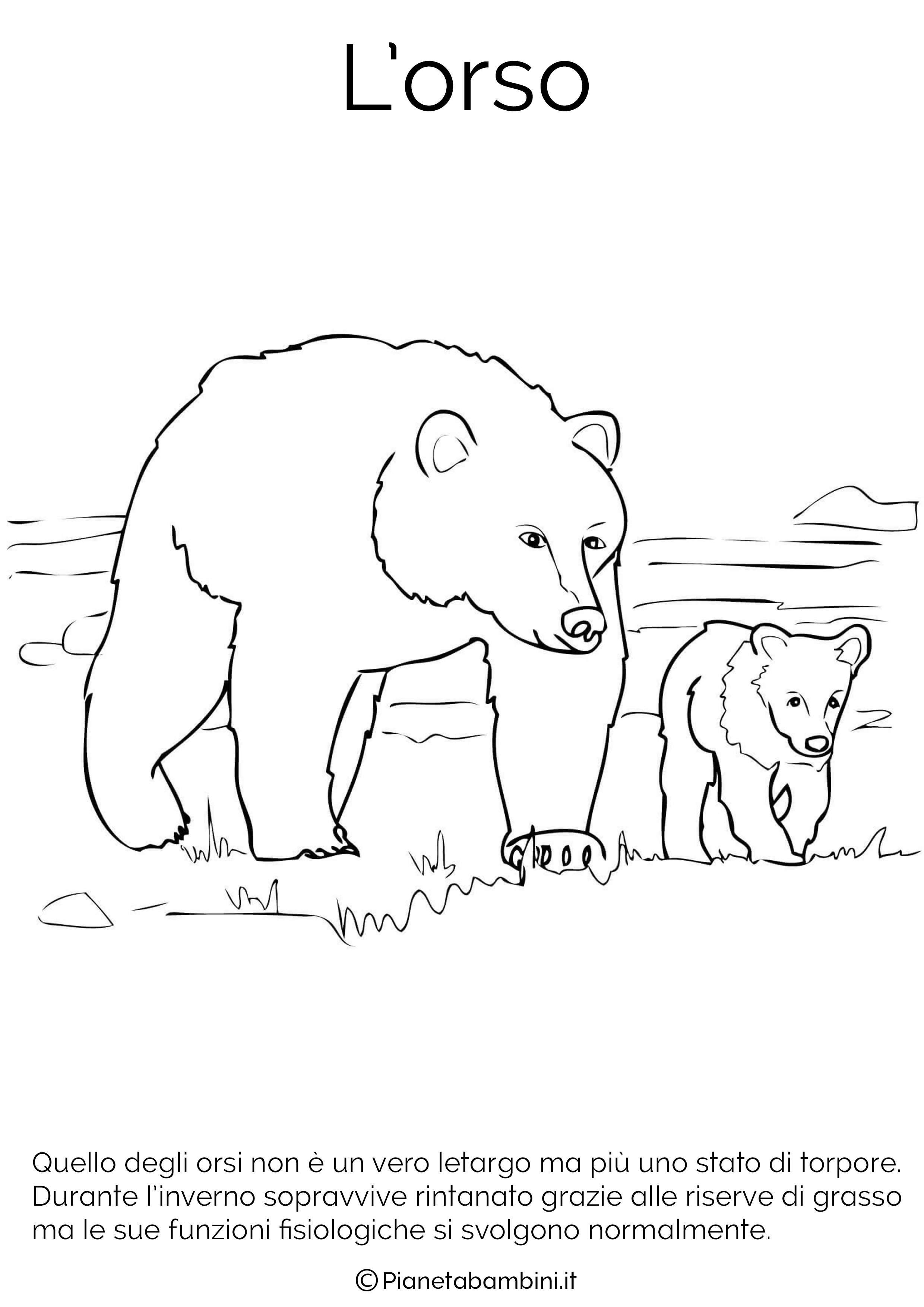 Disegno del orso in letargo da colorare