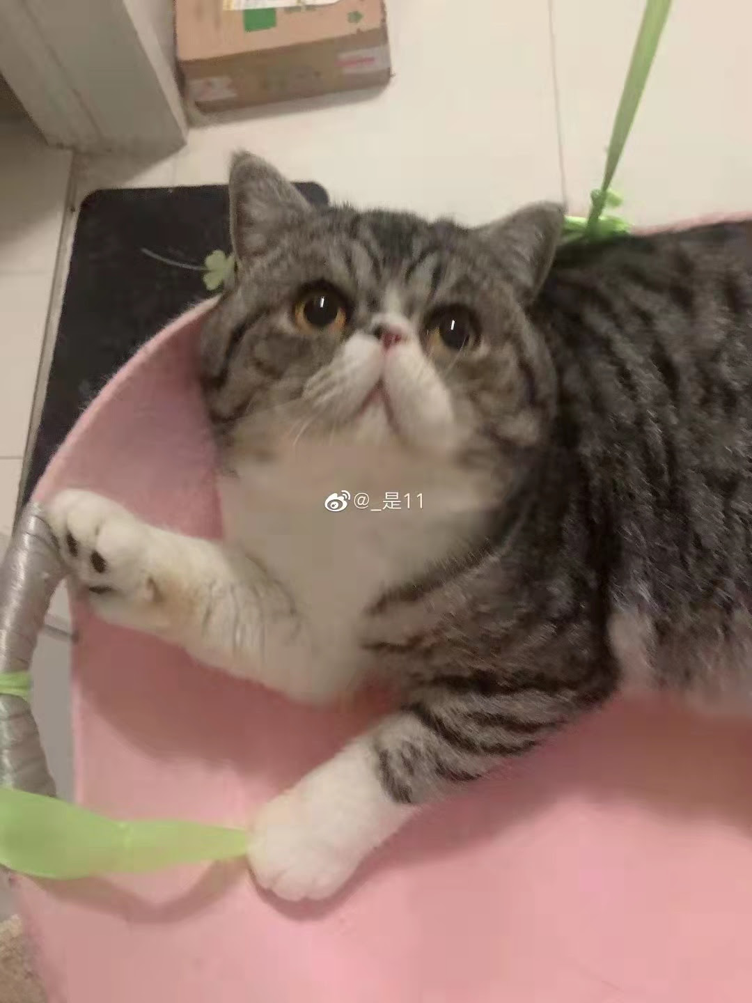 哈尔滨新冠肺炎确诊病例家中3只猫两次核酸呈阳性，被执行安乐死-资讯 