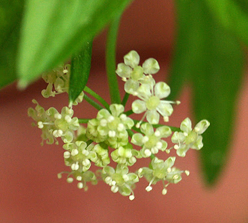 セロリの花 Kororin日記 楽天ブログ