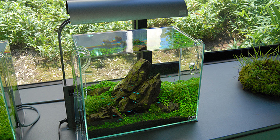 Need Help With MiniM Fish  AquaScaping World Forum