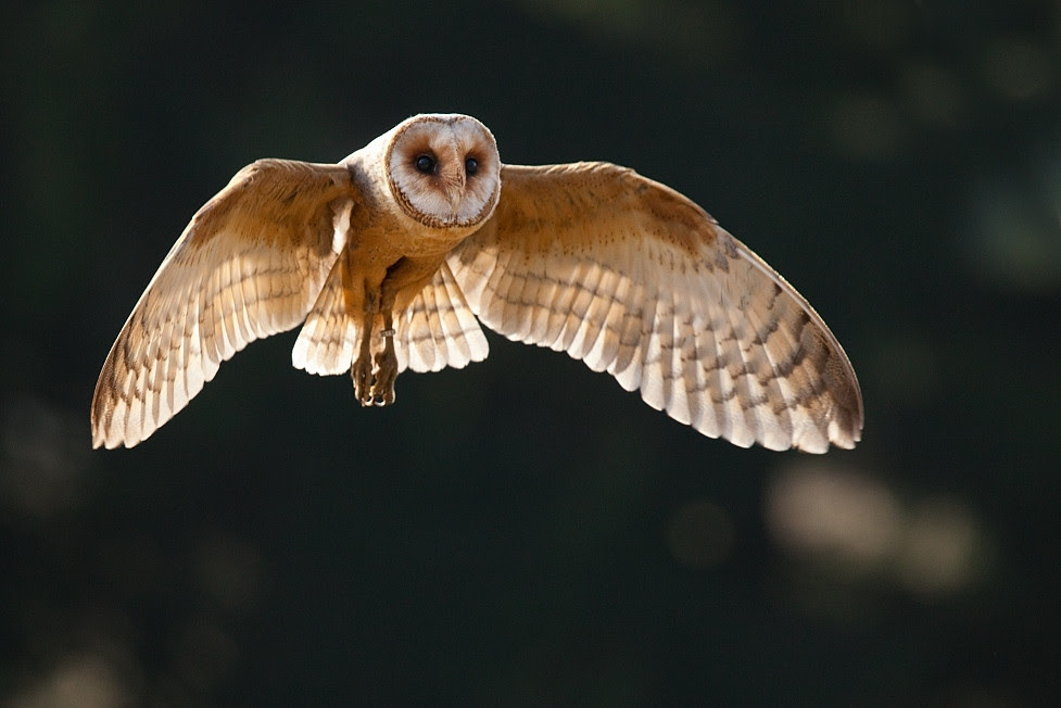 photosight,Robert Adamec
