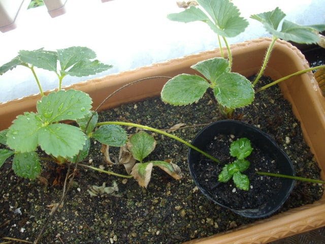 ベランダ菜園の四季成りいちごセリーヌランナー育苗中 大好き ベランダ菜園