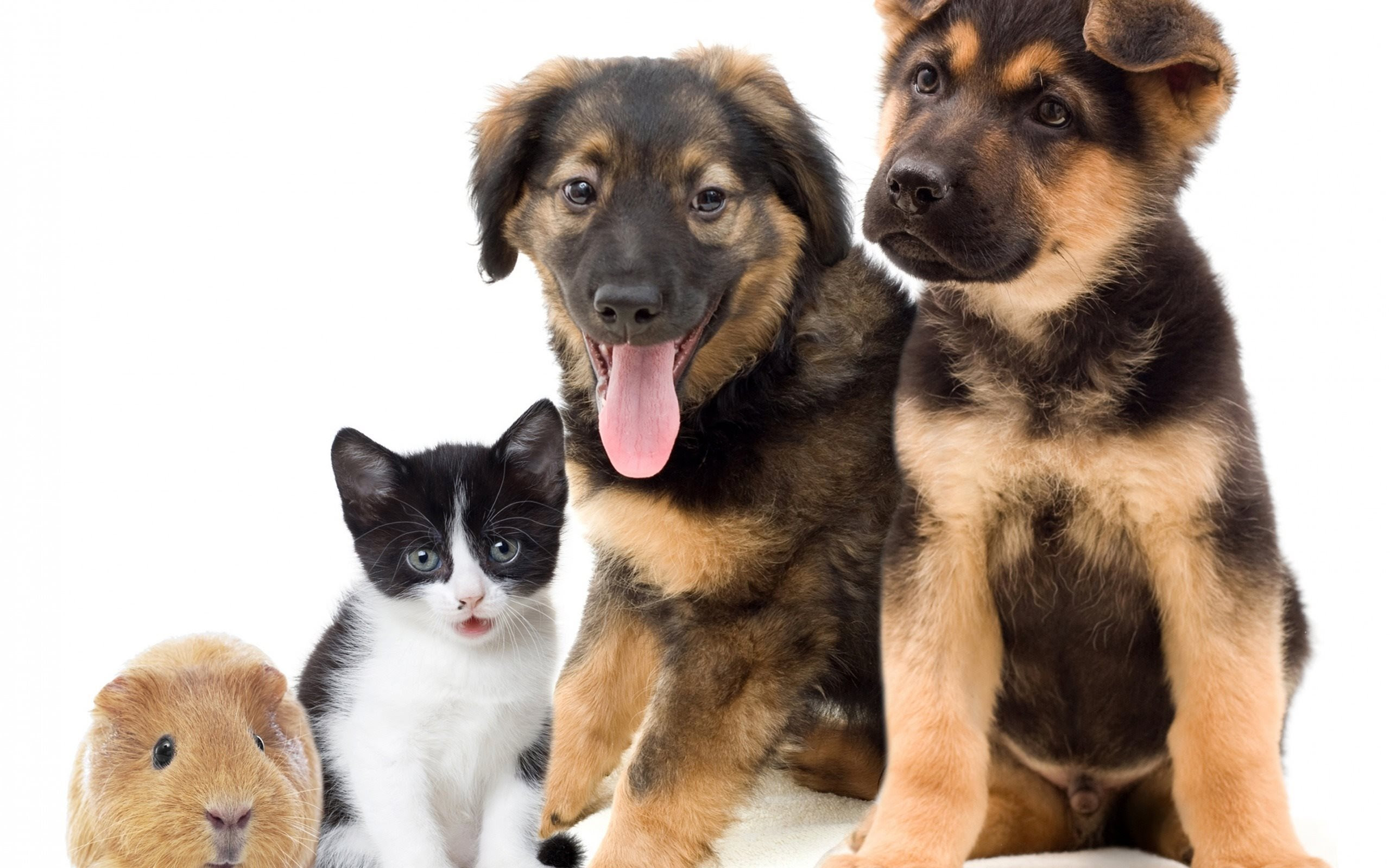 ダウンロード画像 皮 友好 かわいい子犬 かわいい動物たち 子猫 コチニール 画面の解像度 2560x1600 壁紙デスクトップ上