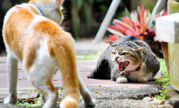 猫の喧嘩はデメリットだらけ 喧嘩する理由と必要な喧嘩後のケア Catchu きゃっちゅ