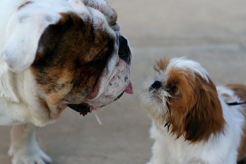 tank and wonton