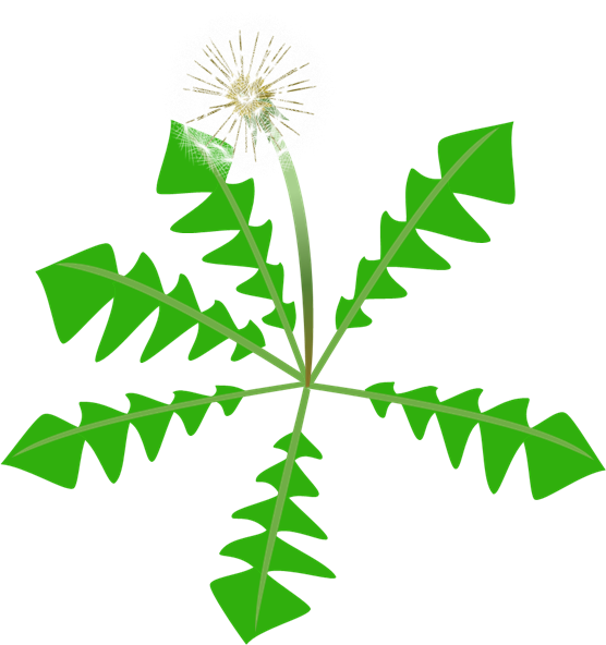 たんぽぽの綿毛のイラスト 無料イラスト素材 ちいさないきもの