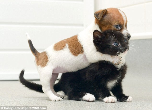 Come here you: Buttons was rejected by her mother as she was the runt of the litter 