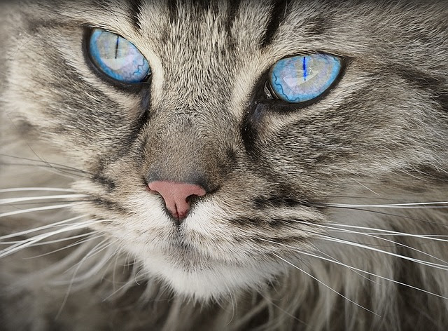 Chat Perdu Les Premiers Reflexes A Avoir