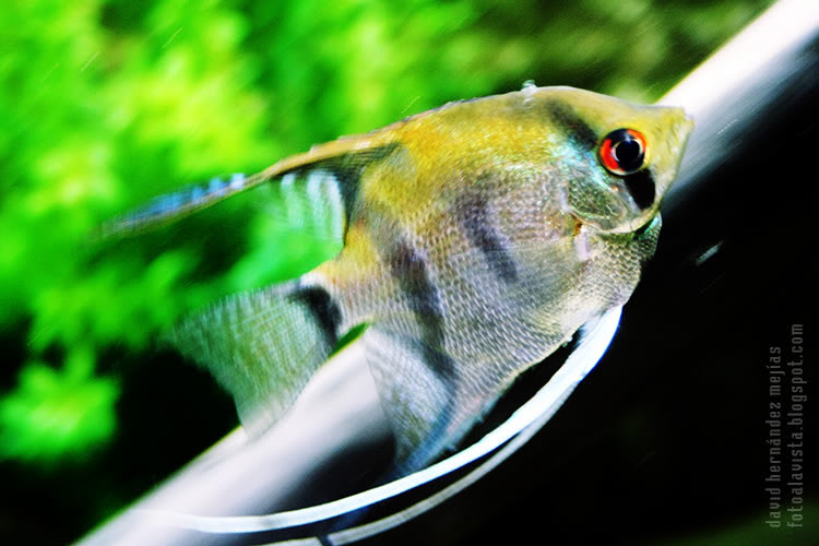 Un pez se desliza veloz por el agua en el acuario de O Grove, Pontevedra, Galicia