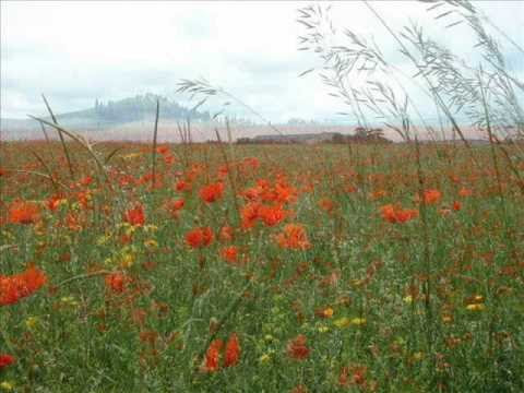 flanders field poem. In Flanders Fields