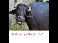 अकल बड़ी या भेस  