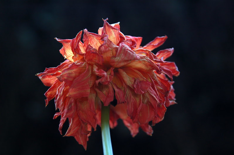 Dying Flowers