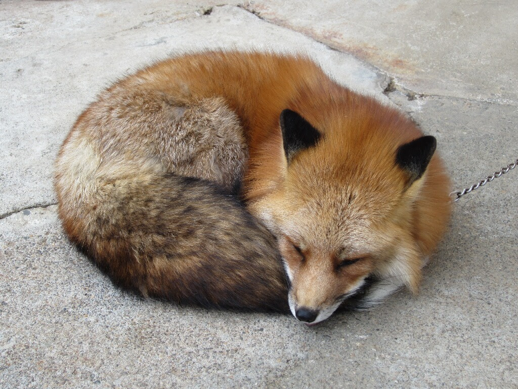 上選択 キツネ 壁紙 Pc Android Iphoneの壁紙画像 Anihonetwall