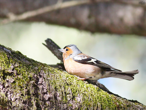 Tentilhão-comum Fringilla coelebs