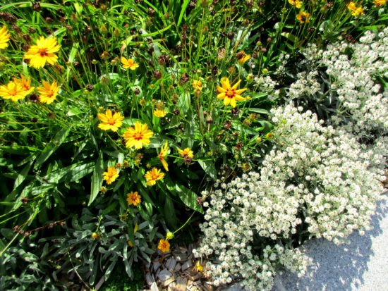 バラのグランドカバーにおすすめの植物 ハーブは ローマンカモミール タイム