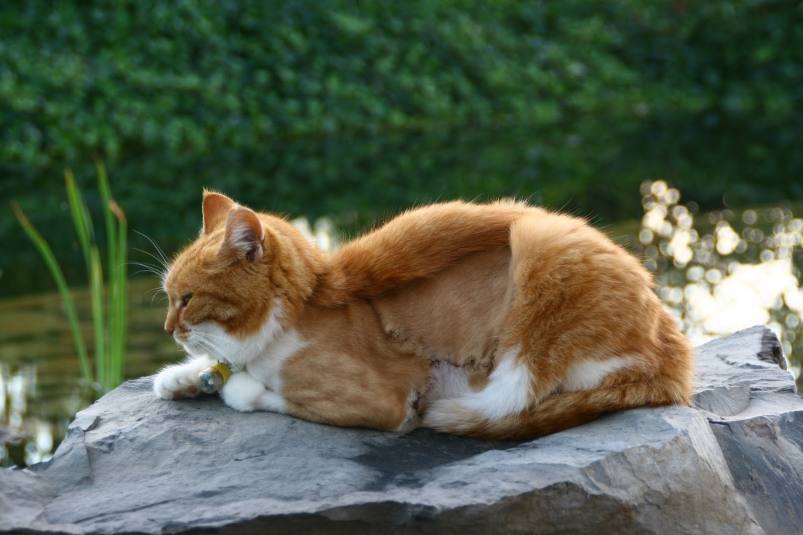 Chris Vandoni Die Wundersame Heilung Einer Krebskranken Katze