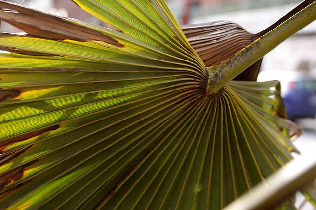 palm, fourth avenue