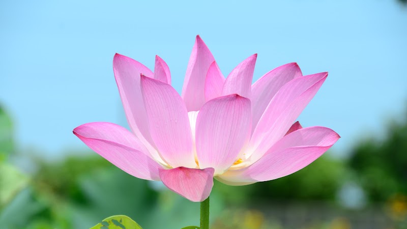 23+ Koleksi Istimewa Wallpaper Bunga Lotus Hd