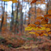 Fageda