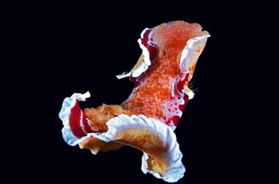 nudib53