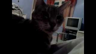 Mon Chat A Le Hoquet Mdr X Youtube