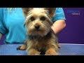 Coupe Courte Yorkshire Terrier