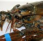 ARYBJ0 American lobster, close up.
