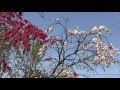 [最新] 白 ピンク 花 木 293494-春 花 白 ピンク 木
