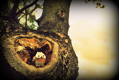 Little owl