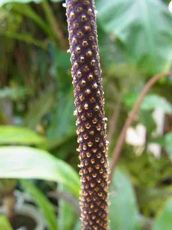 ホソバハランウチワ アンスリウム ロンギペティオラツム Anthurium Longipetiolatum