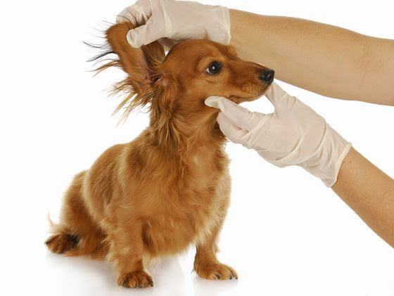 マダニ 犬 症状 予防 薬 刺されたら 駆除 取り方 犬のマダニが人間に 動物