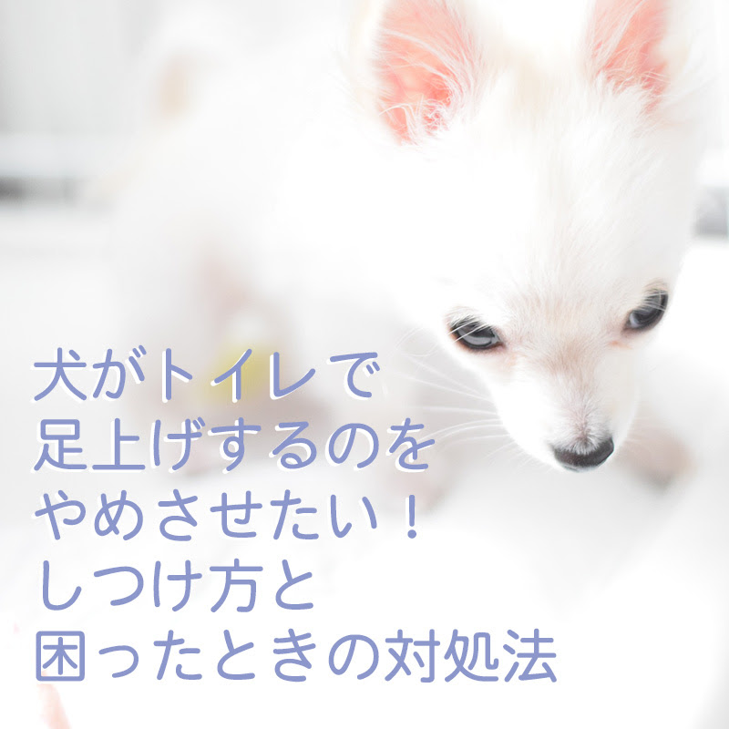 犬がトイレで足上げするのをやめさせたい しつけ方と困ったときの対処法