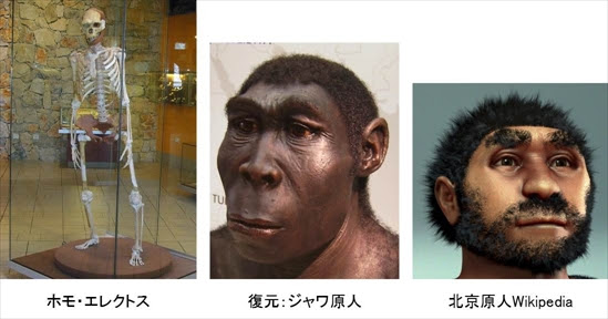アウストラロピテクス 旧人 原人 ホモ エレクトスやネアンデルタール人などは本当に存在したのですか また進化した証拠なのでしょうか クリエーション リサーチ ジャパン