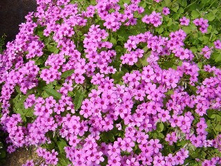 11月21日の誕生花と花言葉 オキザリスの特徴 楽天コミュニティblog 楽天ブログ