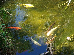 Koi fish in the pond at the Gibraltar Botanic ...