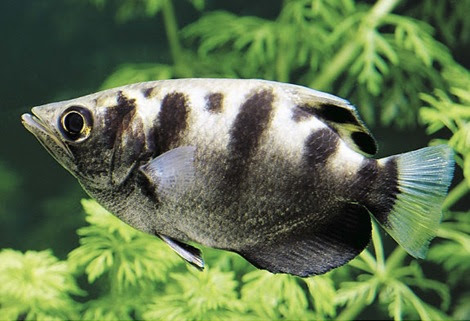 Ikan pemanah (Toxotes jaculatrix) atau dikenal juga dengan istilah ikan sumpit adalah ikan yang hidup di air tawar yang memangsa berbagai serangga dan hewan kecil lainnya dengan cara menyemburkan air yang disebut juga sebagai teknik memanah.