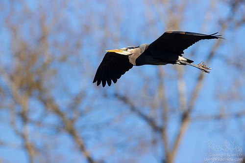 Great Blue Heron in Flight, Kenmore, Washington