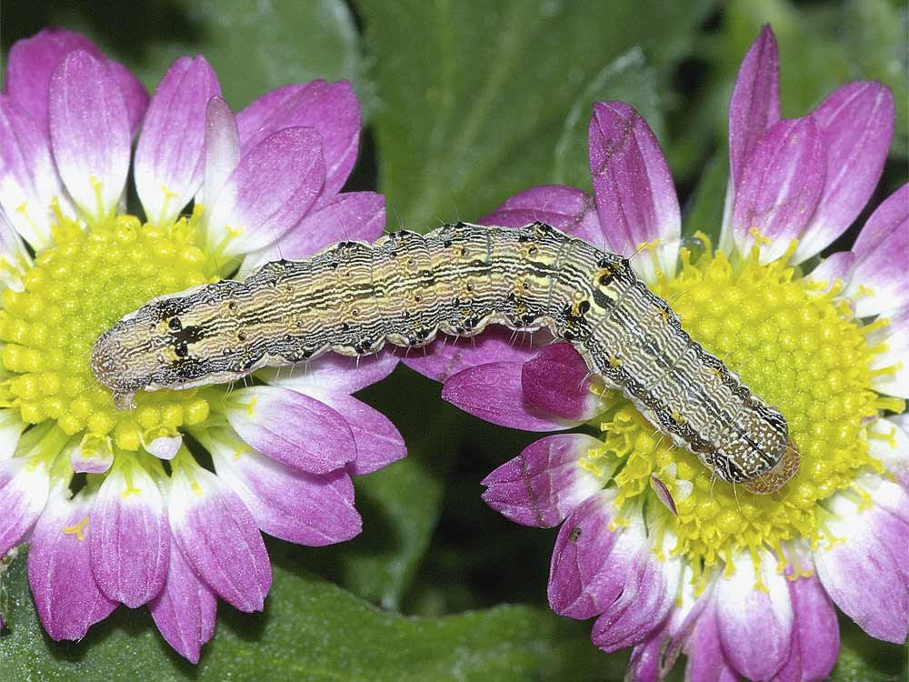 オオタバコガの幼虫 終齢 ６齢 我が家の庭の生き物たち 都内の小さな庭で 楽天ブログ