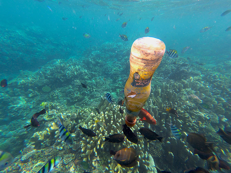 Ikan Purba Coelacanth Ditemukan di Raja Ampat Apakah Ikan Purba Coelacanth Ditemukan di Raja Ampat Apakah