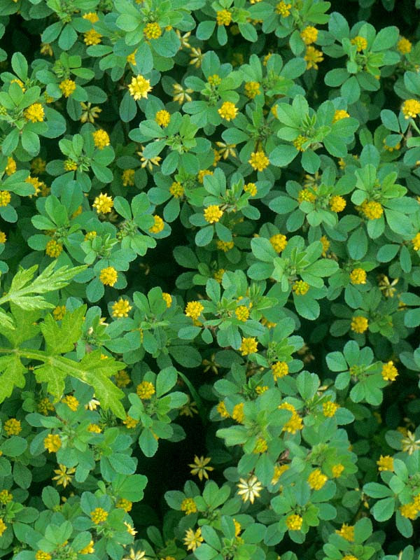 コメツブツメクサ 植物検索 撮れたてドットコム
